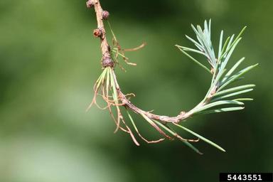 larch sawfly (Pristiphora erichsonii ) on tamarack (Larix laricina ) - 5443551