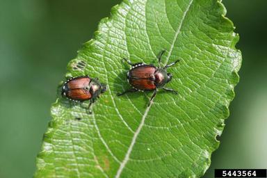 Japanese beetle, Popillia japonica  (Coleoptera: Scarabaeidae) - 5443564