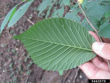 slippery elm, Ulmus rubra  (Urticales: Ulmaceae) - 5443579