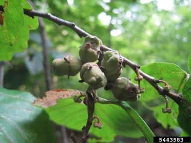 witch-hazel, Hamamelis virginiana  (Hamamelidales: Hamamelidaceae) - 5443583