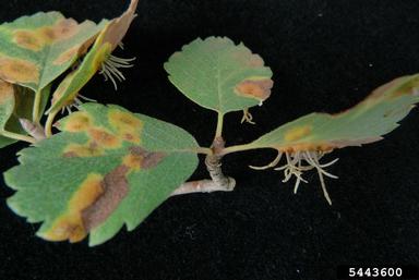rust (Gymnosporangium nidus-avis ) on Utah serviceberry (Amelanchier utahensis ) - 5443600