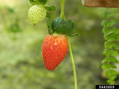 strawberry, Fragaria x ananassa  (Rosales: Rosaceae) - 5443609