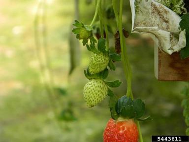 strawberry, Fragaria x ananassa  (Rosales: Rosaceae) - 5443611