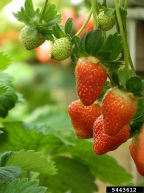 strawberry, Fragaria x ananassa  (Rosales: Rosaceae) - 5443612