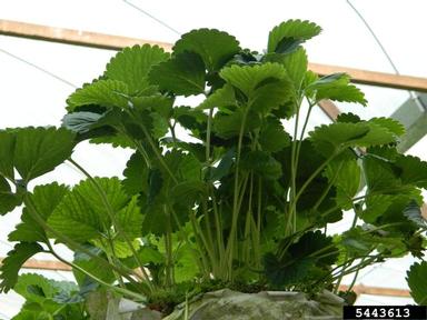 strawberry, Fragaria x ananassa  (Rosales: Rosaceae) - 5443613