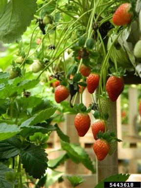 strawberry, Fragaria x ananassa  (Rosales: Rosaceae) - 5443618