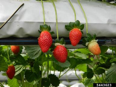 strawberry, Fragaria x ananassa  (Rosales: Rosaceae) - 5443623