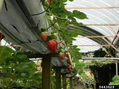 strawberry, Fragaria x ananassa  (Rosales: Rosaceae) - 5443629
