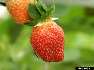 strawberry, Fragaria x ananassa  (Rosales: Rosaceae) - 5443631