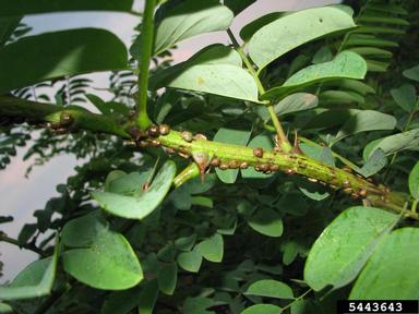 kudzu bug (Megacopta cribraria ) on black locust (Robinia pseudoacacia ) - 5443643