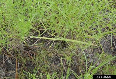 Brunner's Mantis, Brunneria borealis  (Mantodea: Mantidae) - 5443665