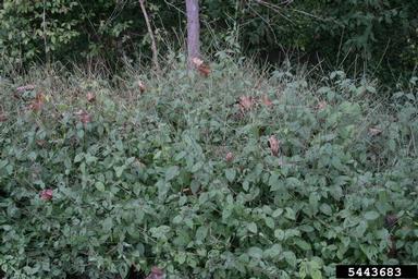 Japanese chaff flower, Achyranthes japonica  (Caryophyllales: Amaranthaceae) - 5443683