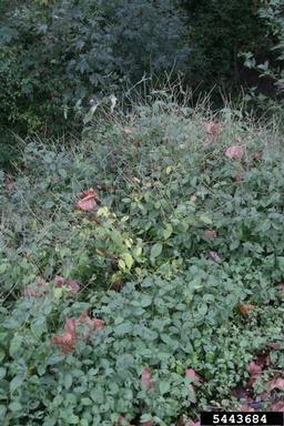 Japanese chaff flower, Achyranthes japonica  (Caryophyllales: Amaranthaceae) - 5443684
