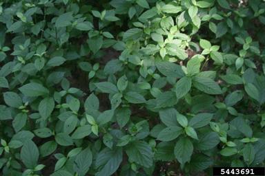 Japanese chaff flower, Achyranthes japonica  (Caryophyllales: Amaranthaceae) - 5443691