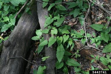 redvine, Brunnichia ovata  (Polygonales: Polygonaceae) - 5443741