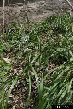 Atlantic camas, Camassia scilloides  (Liliales: Liliaceae) - 5443753
