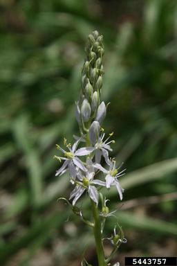 Atlantic camas, Camassia scilloides  (Liliales: Liliaceae) - 5443757
