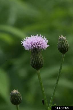 Canada thistle, Cirsium arvense  (Asterales: Asteraceae) - 5443760