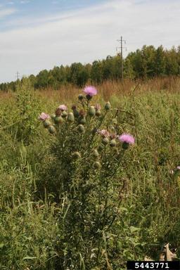 field thistle, Cirsium discolor  (Asterales: Asteraceae) - 5443771