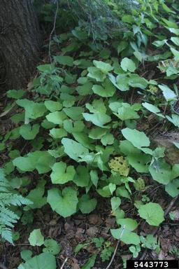 coltsfoot, Tussilago farfara  (Asterales: Asteraceae) - 5443773