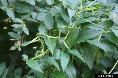 dog-strangling vine, European swallowwort, Cynanchum rossicum  (Gentianales: Asclepiadaceae) - 5443781