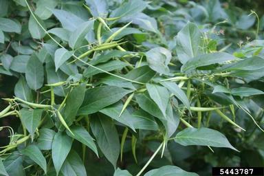 dog-strangling vine, European swallowwort, Cynanchum rossicum  (Gentianales: Asclepiadaceae) - 5443787