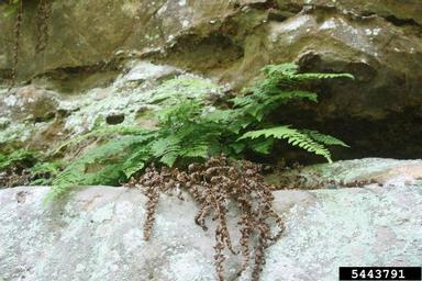 bulblet bladderfern, Cystopteris bulbifera  (Polypodiales: Dryopteridaceae) - 5443791