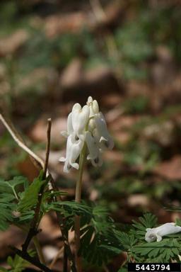 squirrel corn, Dicentra canadensis  (Papaverales: Fumariaceae) - 5443794