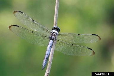 Eastern pondhawk, Erythemis simplicicollis  (Odonata: Libellulidae) - 5443801