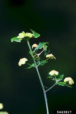 bursting-heart, Euonymus americanus  (Celastrales: Celastraceae) - 5443817