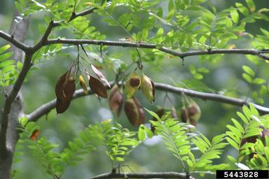 water locust, Gleditsia aquatica  (Fabales: Fabaceae (Leguminosae)) - 5443828