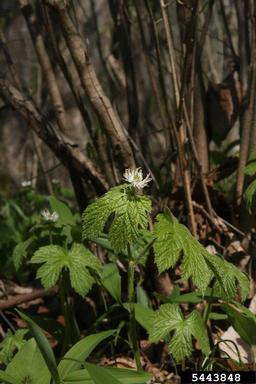 goldenseal, Hydrastis canadensis  (Ranunculales: Ranunculaceae) - 5443848