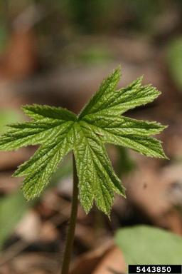 goldenseal, Hydrastis canadensis  (Ranunculales: Ranunculaceae) - 5443850
