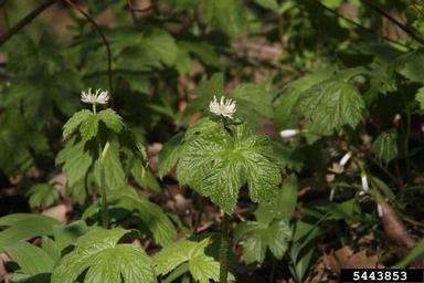 goldenseal, Hydrastis canadensis  (Ranunculales: Ranunculaceae) - 5443853