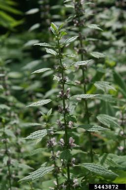 motherwort, Leonurus cardiaca  (Lamiales: Lamiaceae) - 5443872