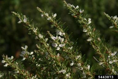 sericea lespedeza, Lespedeza cuneata  (Fabales: Fabaceae (Leguminosae)) - 5443873