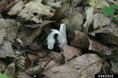 Indianpipe, Monotropa uniflora  (Ericales: Monotropaceae) - 5443910