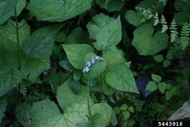 true forget-me-not, Myosotis scorpioides  (Lamiales: Boraginaceae) - 5443916