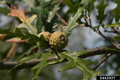 overcup oak, Quercus lyrata  (Fagales: Fagaceae) - 5443937