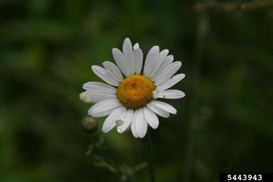oxeye daisy, Leucanthemum vulgare  (Asterales: Asteraceae) - 5443943
