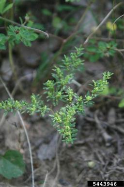 hairy forked nailwort, Paronychia fastigiata  (Caryophyllales: Caryophyllaceae) - 5443946