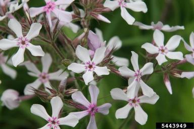 downy phlox, Phlox pilosa  (Solanales: Polemoniaceae) - 5443949