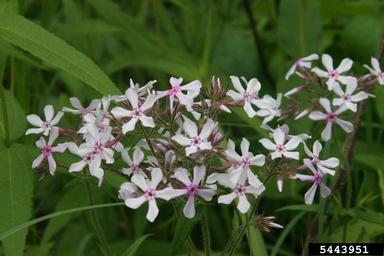downy phlox, Phlox pilosa  (Solanales: Polemoniaceae) - 5443951