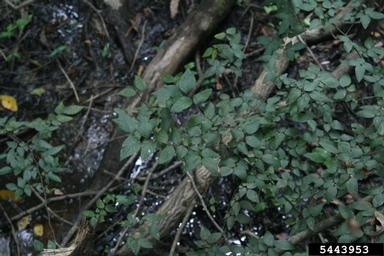 planertree, Planera aquatica  (Urticales: Ulmaceae) - 5443953
