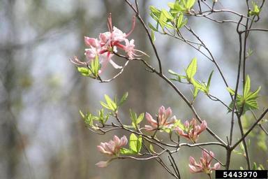 pink azalea, Rhododendron periclymenoides  (Ericales: Ericaceae) - 5443970
