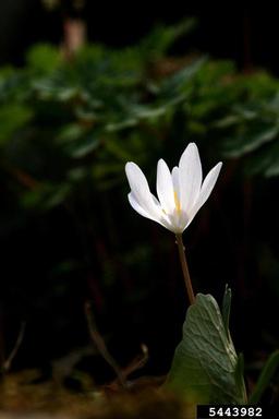 bloodroot, Sanguinaria canadensis  (Papaverales: Papaveraceae) - 5443982