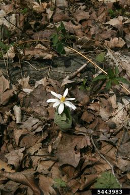 bloodroot, Sanguinaria canadensis  (Papaverales: Papaveraceae) - 5443983