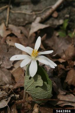 bloodroot, Sanguinaria canadensis  (Papaverales: Papaveraceae) - 5443984