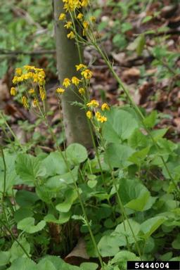 golden ragwort, Packera aurea  (Asterales: Asteraceae) - 5444004