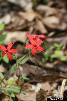fire pink, Silene virginica  (Caryophyllales: Caryophyllaceae) - 5444010